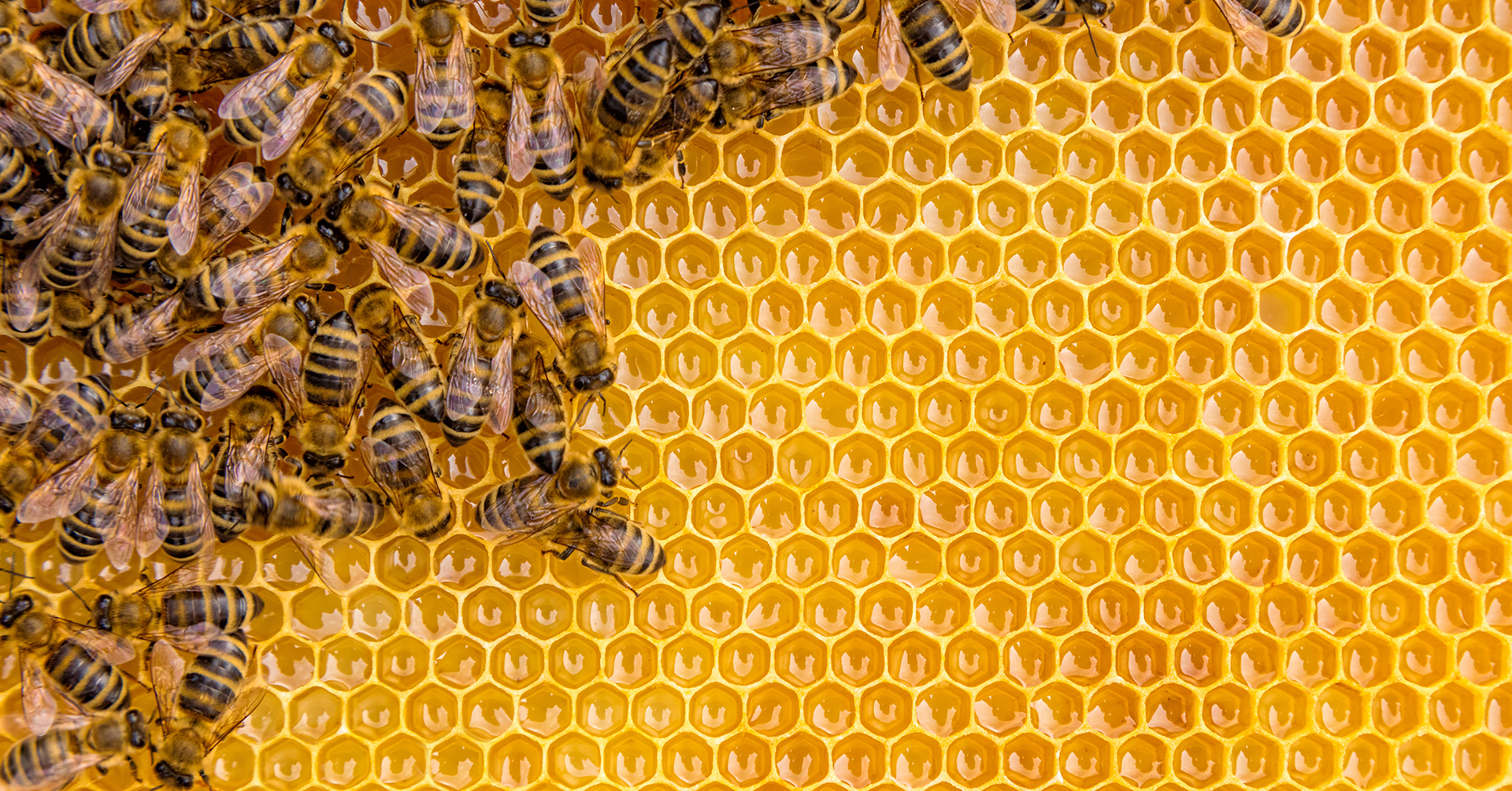 Close up view of the working bees on honey cells