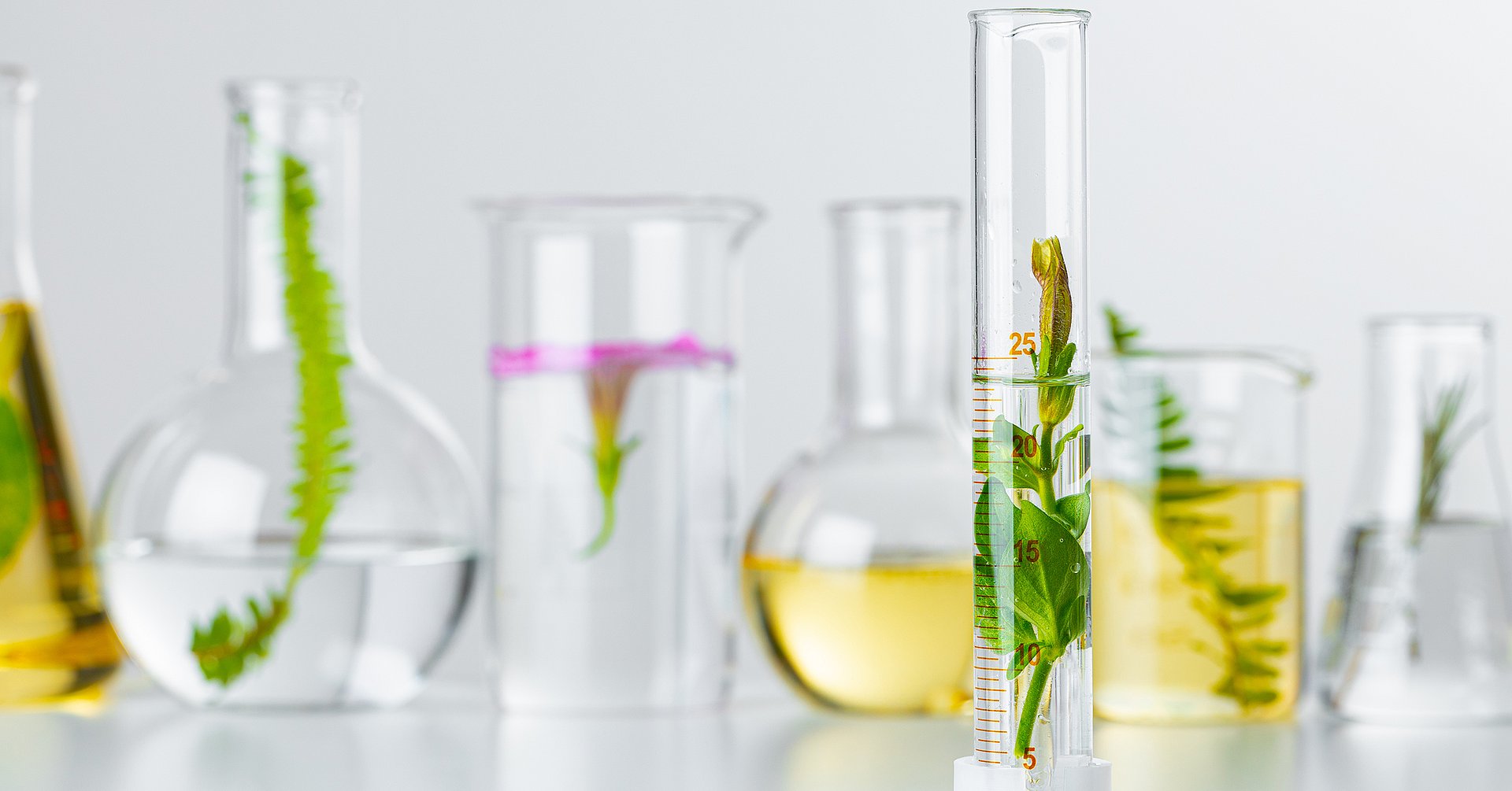 Plants in laboratory glassware. Skincare products and drugs chemical researches concept